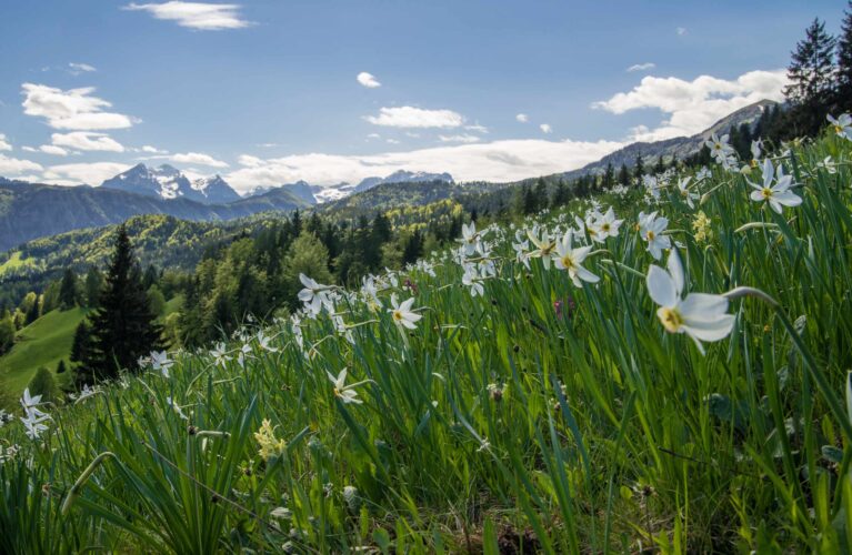 Bergblumen