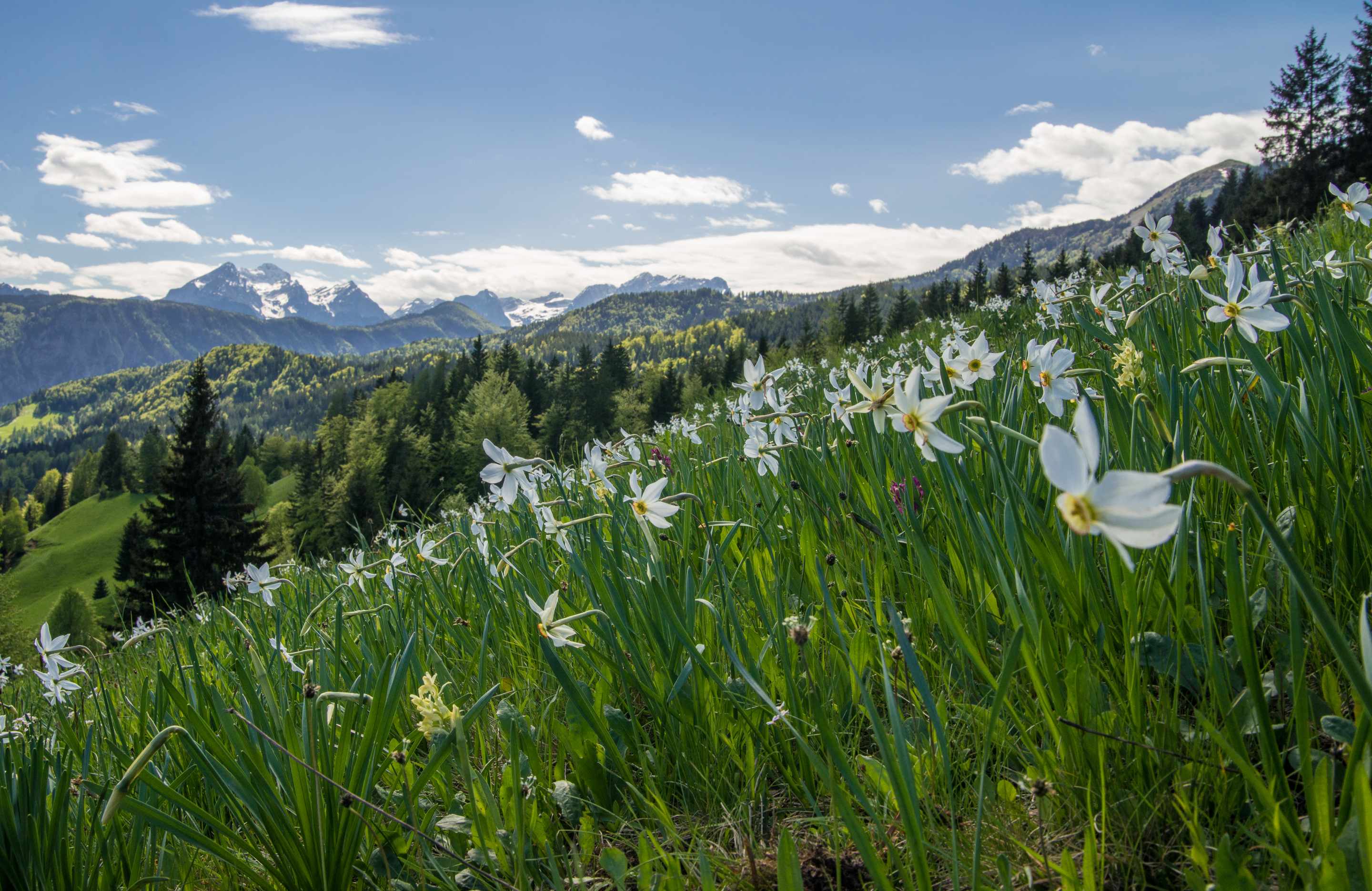 Bergblumen