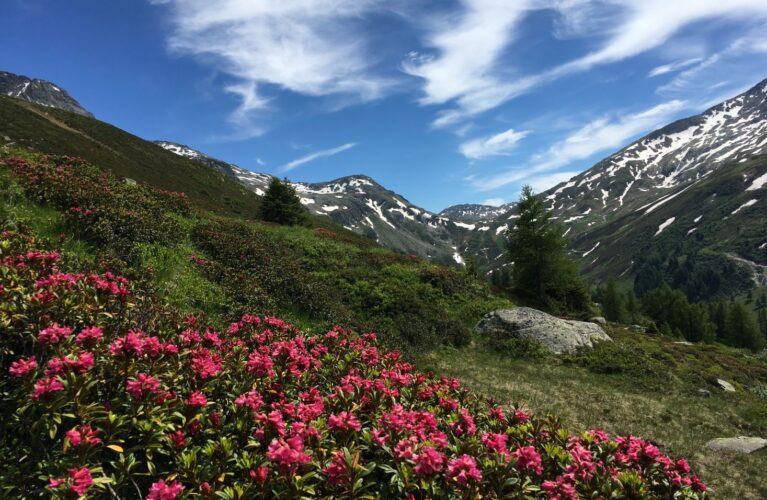 Alpenrosen am Splügenpass