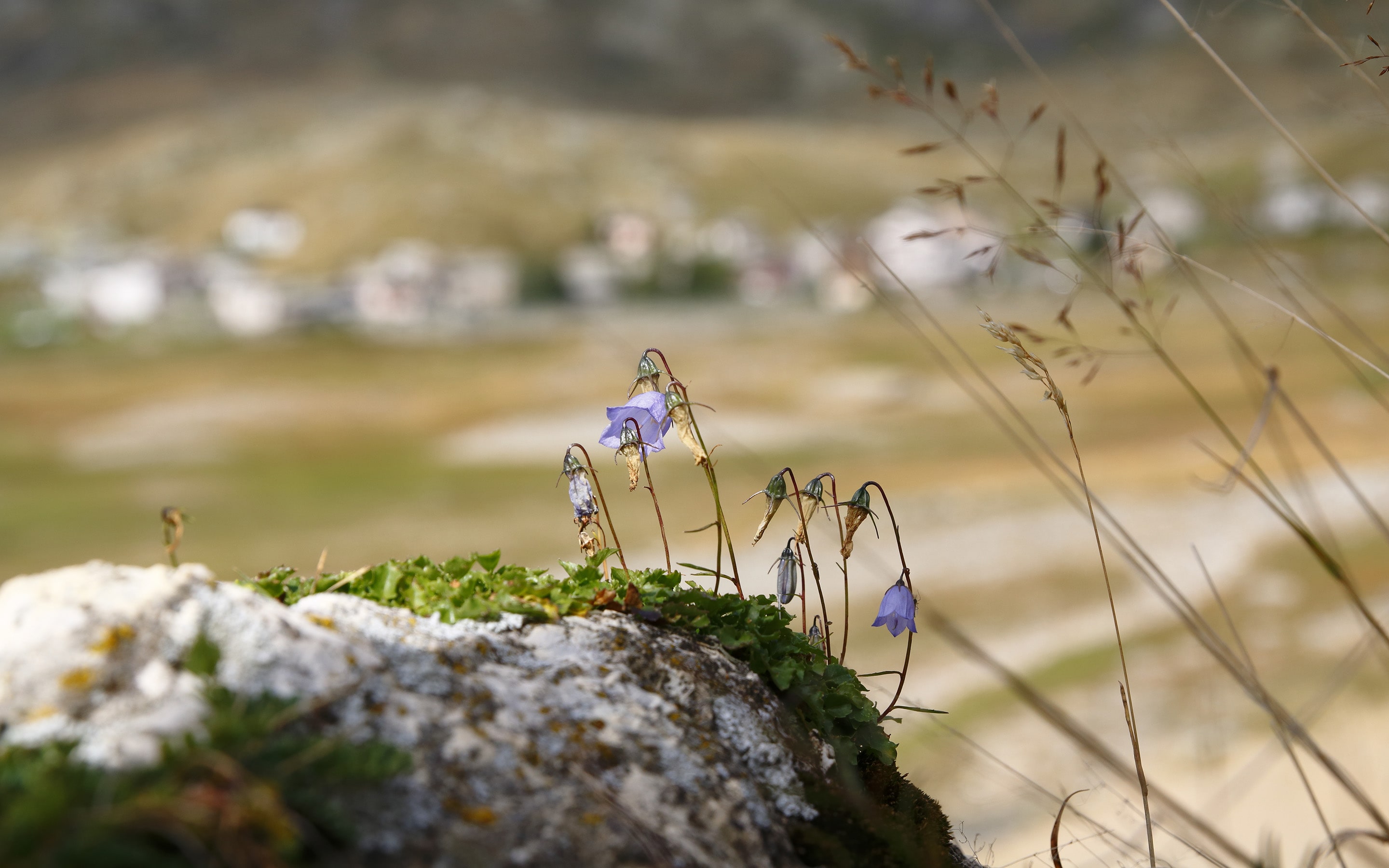 Historische Alpentransversale Via Mala-Via Spluga