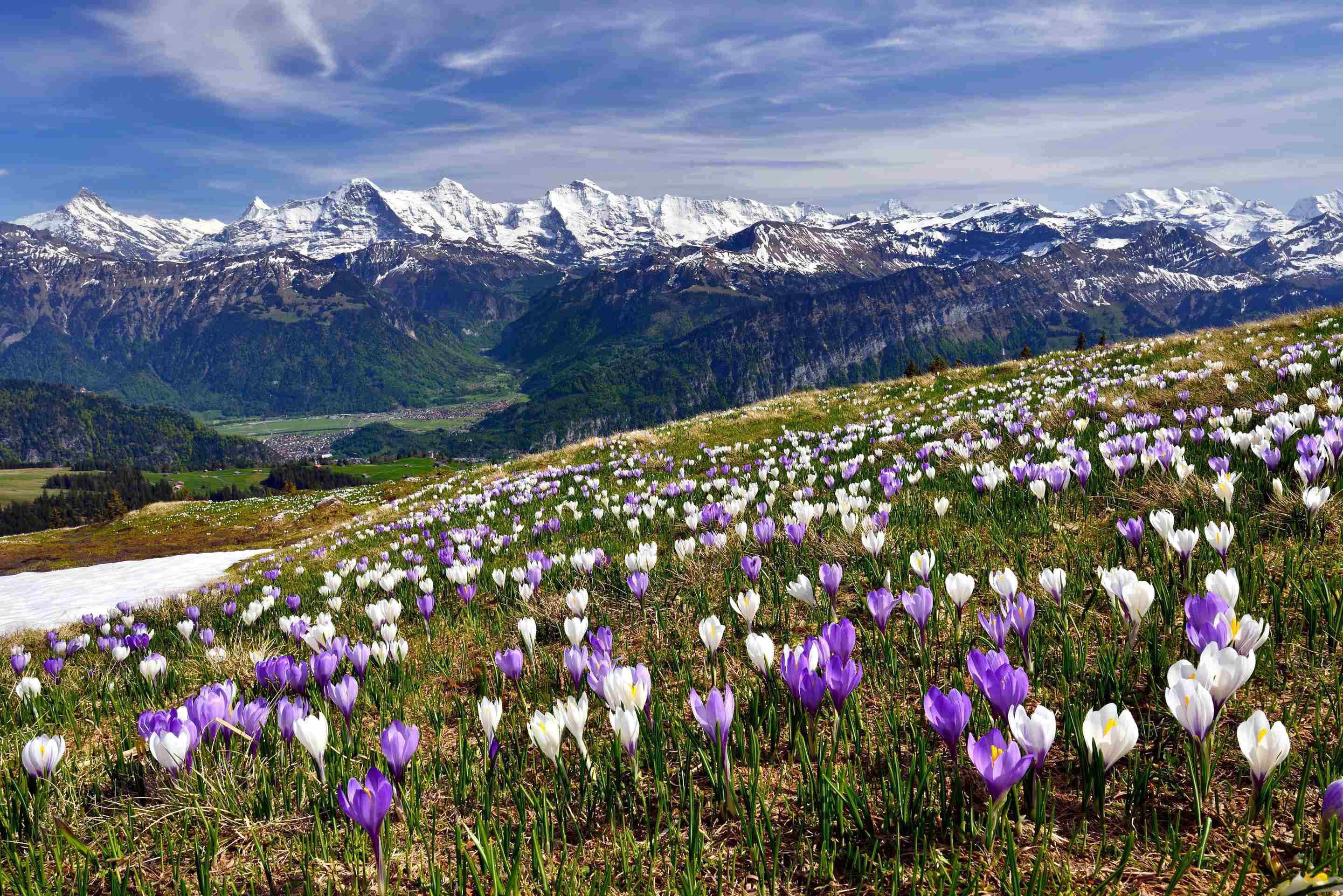 shutterstock_279908516_Meadow of crocus near Interlaken_EZS 184_web