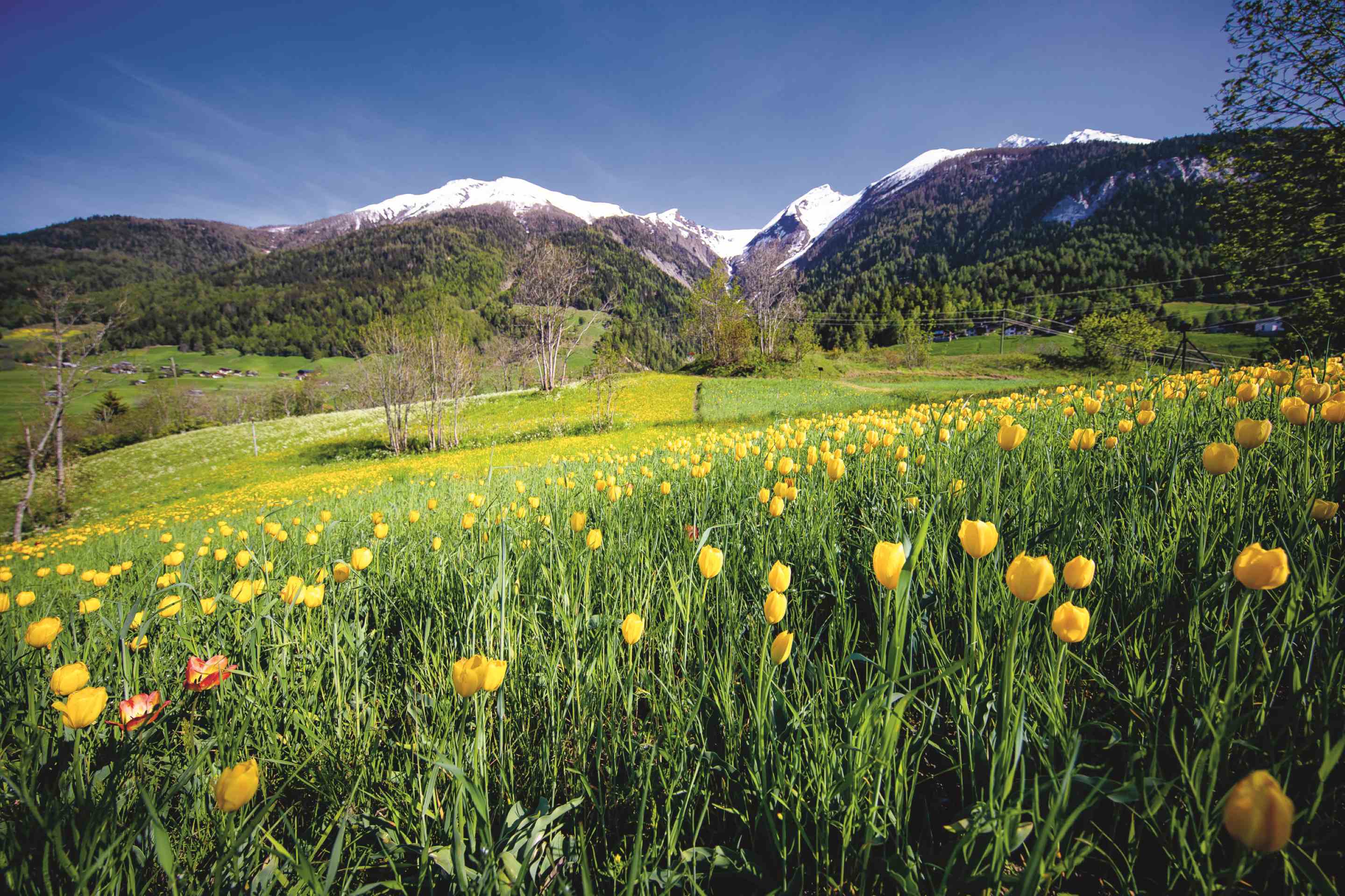 Foto TulpenzunftSchmid Raphael-Grengiols_web