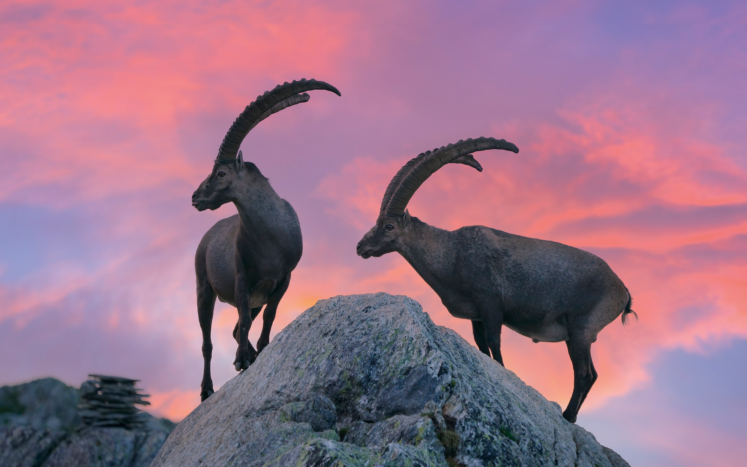 Steinboecke_Cadlimo_Ritom3_Morgenrot2_TPA_RGB_WEB