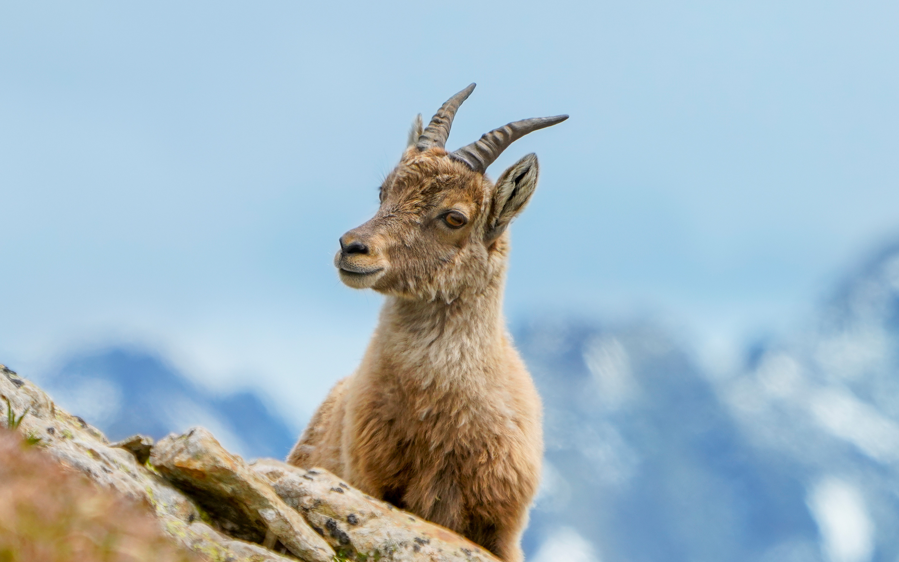 Pro_Alps_Steinkitz_Spendenwidget_2880_1800px_web2