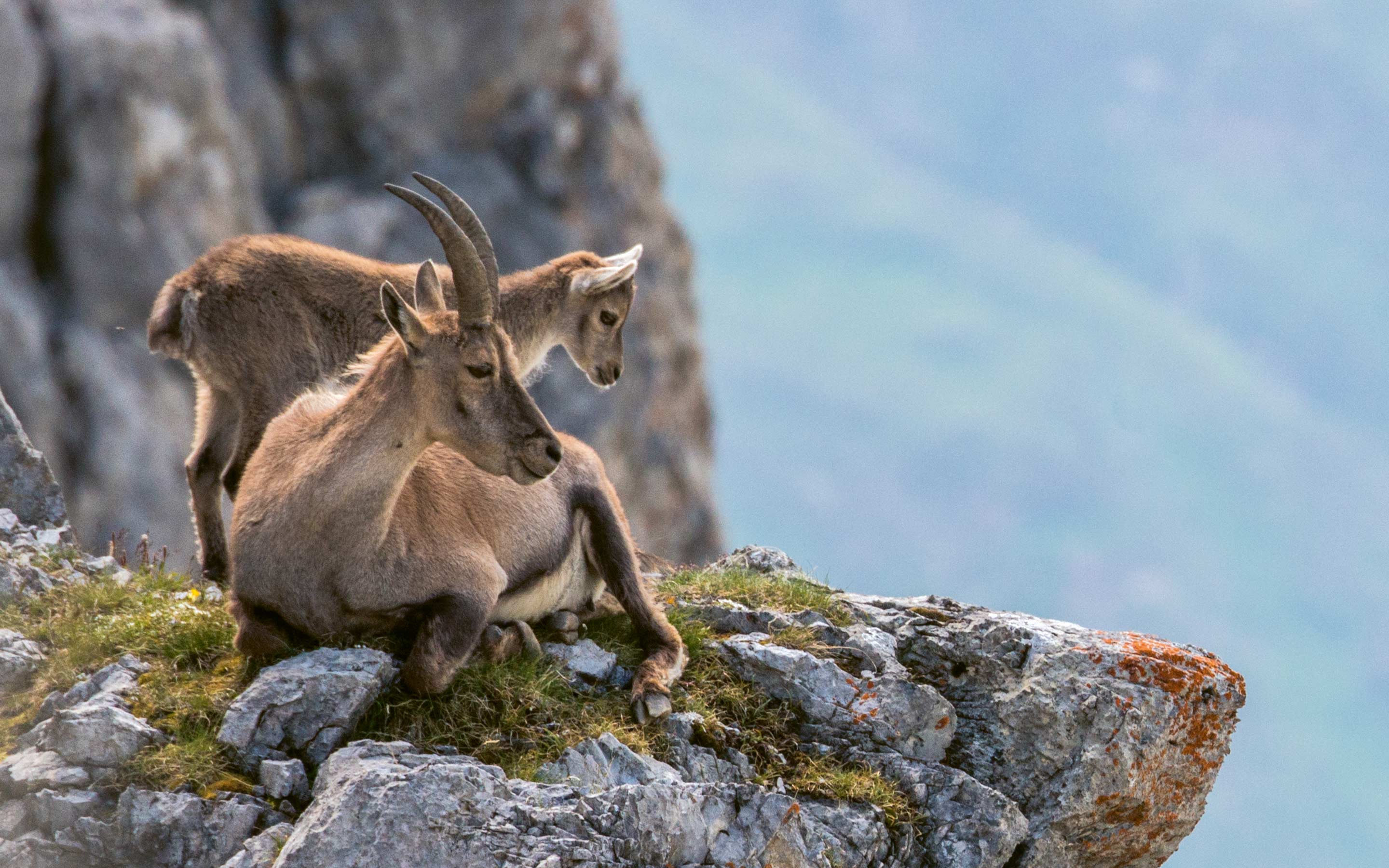 260225_Pro-Alps_Gehoernte-Ikonen-der-Alpen