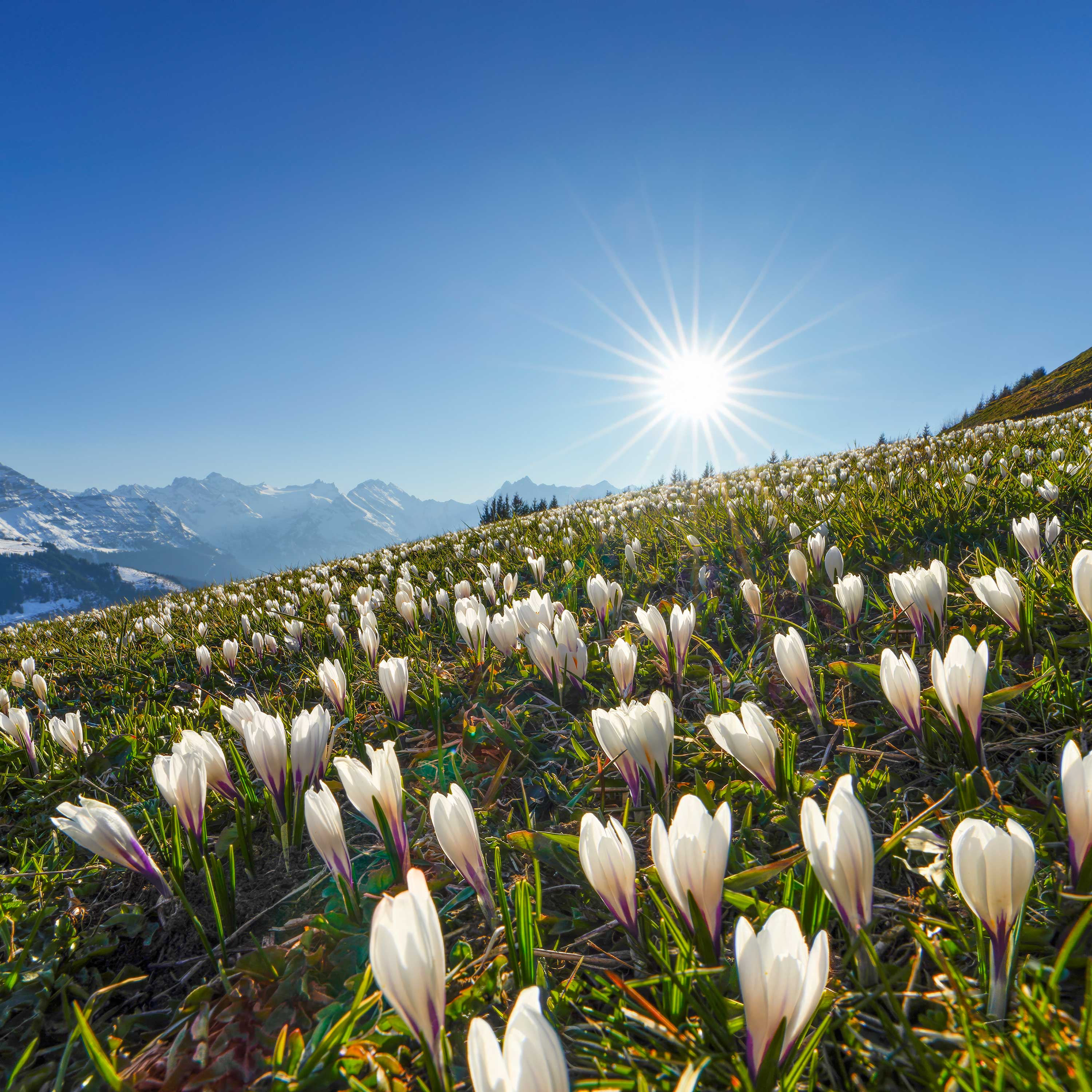 Krokusse_leuchtend_Sonne_Schaechental_WEB_3000x3000px