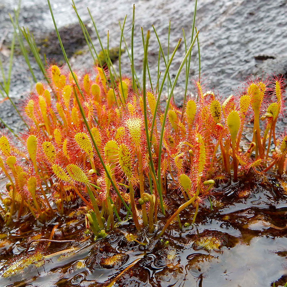 Naturschönheiten an der Grimsel