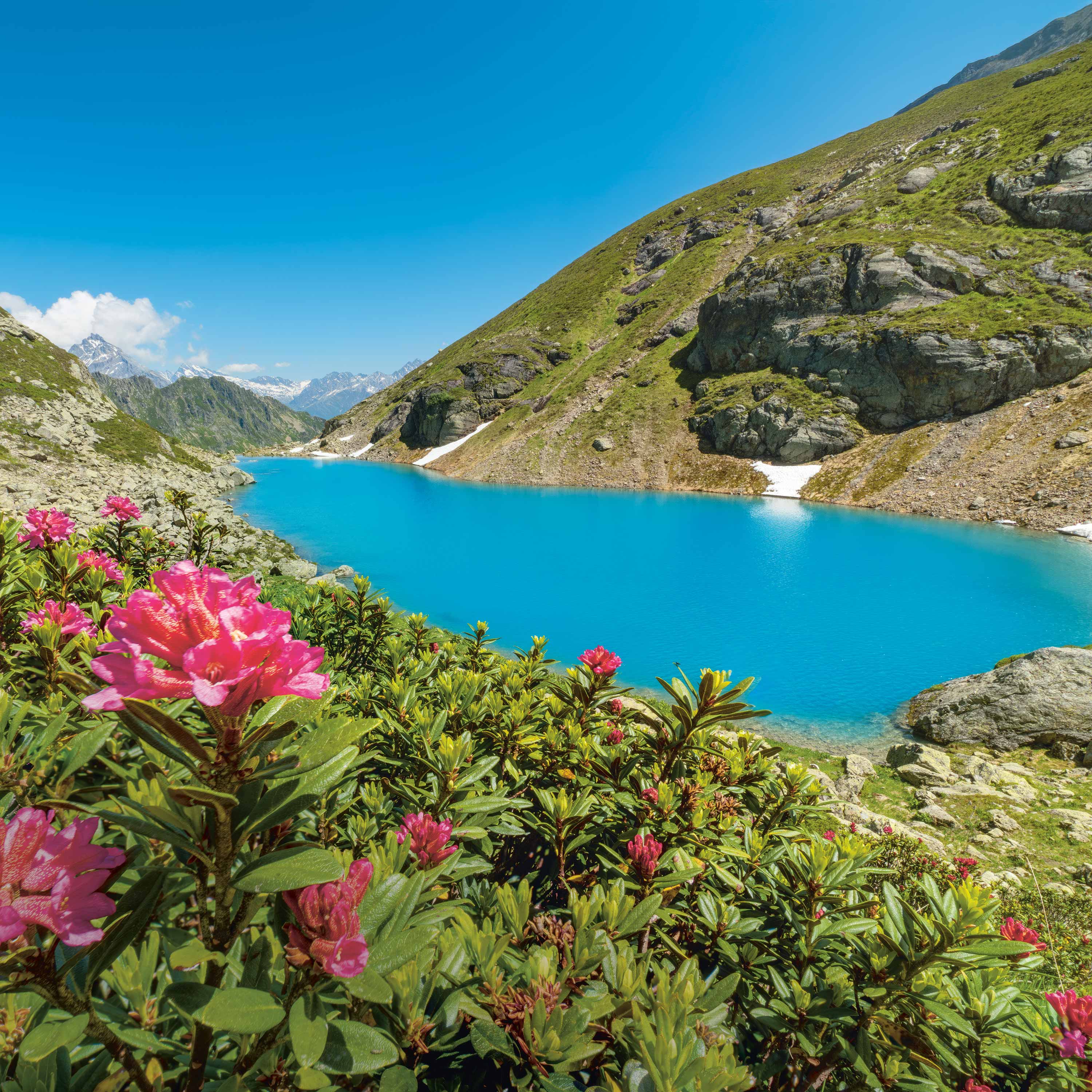 Nidersee_Alpenrosen_Chli_Windgaellen_Homepage_3000x3000px