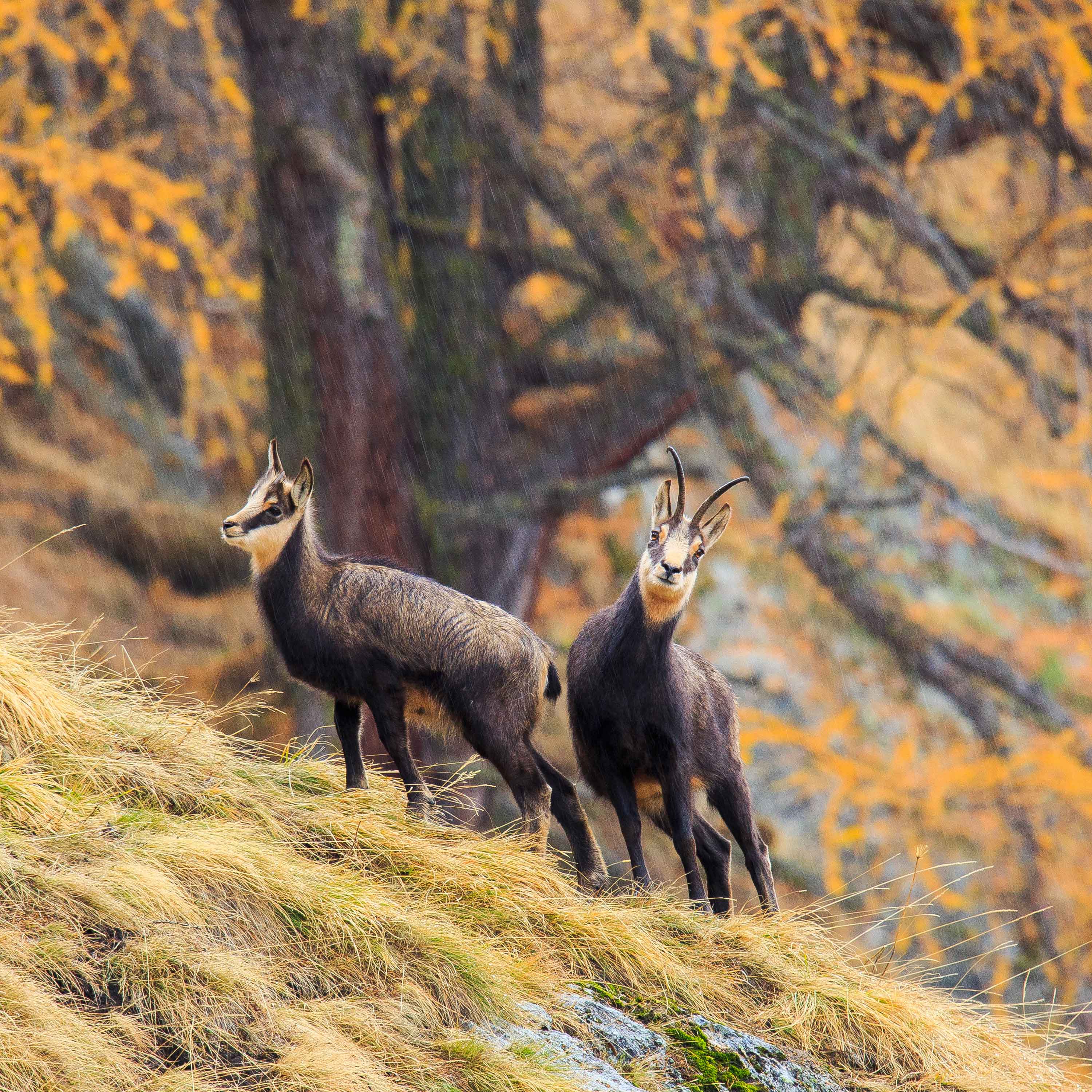 Gemsen-Herbst_AdobeStock_259879142_widdri
